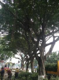 佛山学校校园绿化植物修剪资讯：中秋节即将来临，271个招募来教你如何选择玫瑰